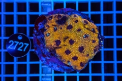 Acanthastrea echinata