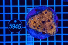 Acanthastrea echinata