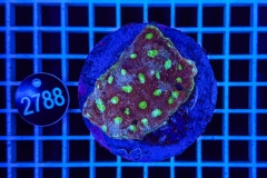 Acanthastrea echinata