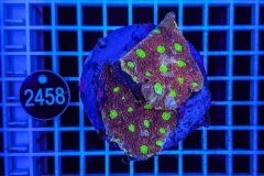 Acanthastrea echinata