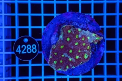 Acanthastrea echinata