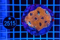 Acanthastrea echinata