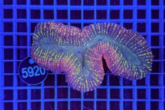 Lobophyllia
