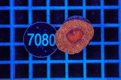 Acanthastrea bowerbanki