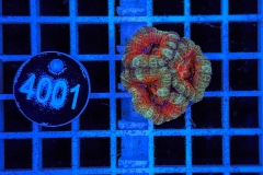 Acanthastrea lordhowensis