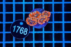 Acanthastrea lordhowensis