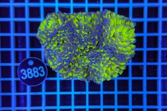 Euphyllia paraancora