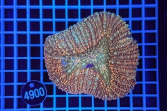 Lobophyllia