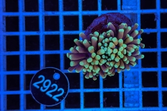 Euphyllia glabrescens Baby Tiger  Torch