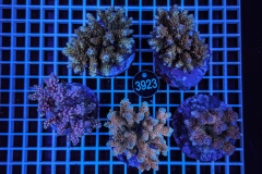 Acropora Indo Maricultured