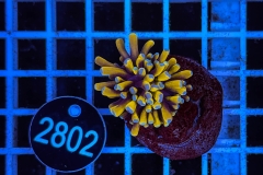 Euphyllia glabrescens Baby Tiger  Torch