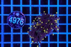 Euphyllia glabrescens