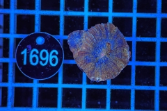 Acanthastrea bowerbanki