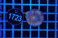 Acanthastrea bowerbanki