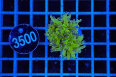 Euphyllia paradivisa