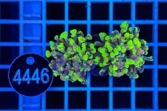 Euphyllia paraancora