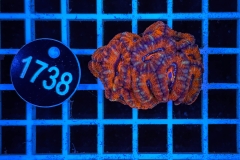 Acanthastrea lordhowensis