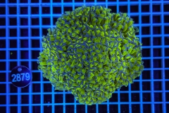 Euphyllia paraancora