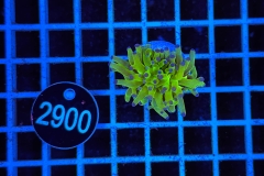 Euphyllia paradivisa