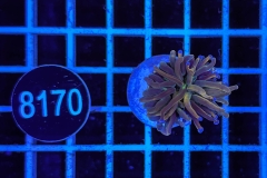 Euphyllia glabrescens