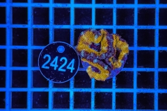 Acanthastrea lordhowensis Ultra