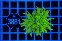 Euphyllia glabrescens Holy Grail