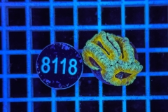 Acanthastrea lordhowensis Ultra