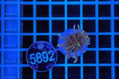 Euphyllia glabrescens