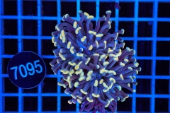 Euphyllia paraancora