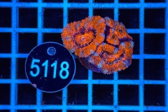 Acanthastrea lordhowensis