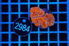 Acanthastrea lordhowensis