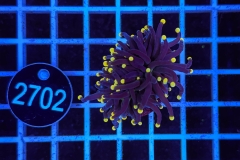 Euphyllia glabrescens