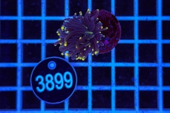 Euphyllia glabrescens