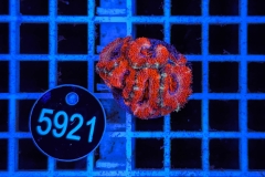 Acanthastrea lordhowensis