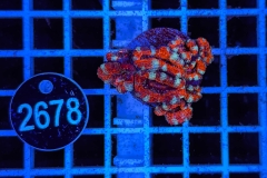 Acanthastrea lordhowensis