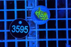 Euphyllia paradivisa