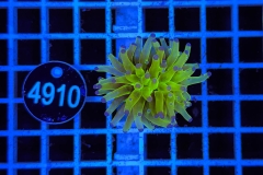 Euphyllia paradivisa