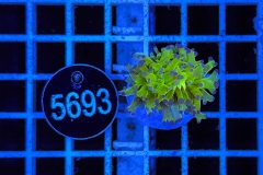 Euphyllia paradivisa