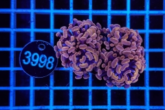 Euphyllia paraancora