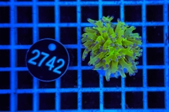 Euphyllia paradivisa