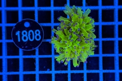 Euphyllia paradivisa