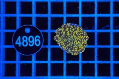 Euphyllia paradivisa