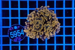 Euphyllia paraancora