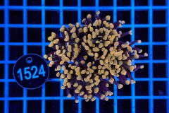 Euphyllia paraancora