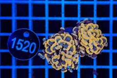 Euphyllia paraancora
