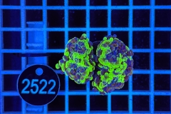 Euphyllia paraancora