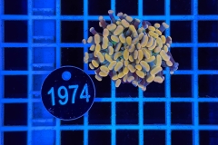 Euphyllia paraancora