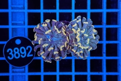 Euphyllia paraancora