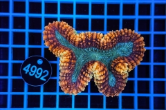 Lobophyllia