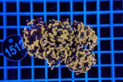 Euphyllia paraancora